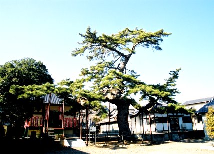 宝珠寺の松