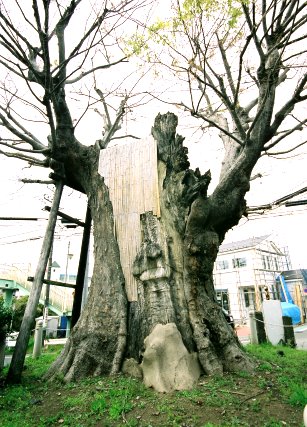 海老名の大ケヤキ