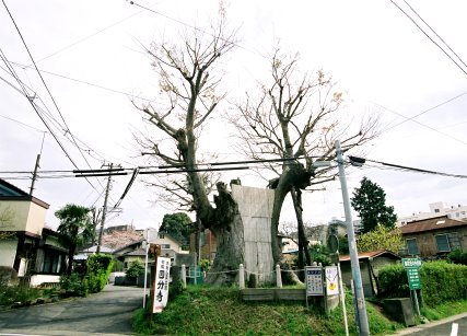 海老名の大ケヤキ