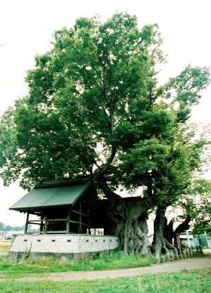 天神宮のケヤキ