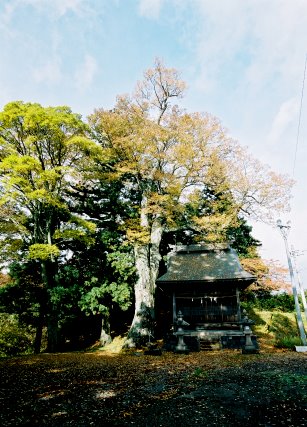 芦の尻のケヤキ