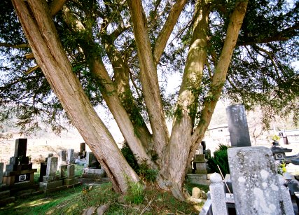 西禅寺のカヤノキ