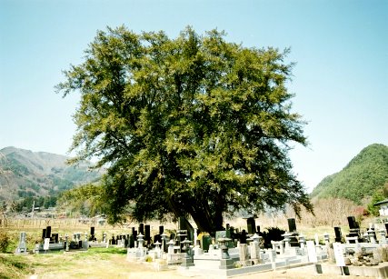 西禅寺のカヤノキ