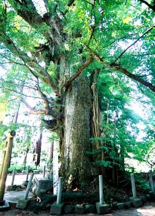 切畑の大イチョウ