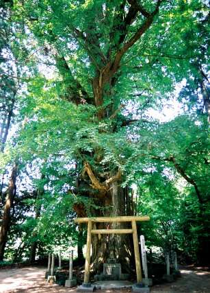 切畑の大イチョウ