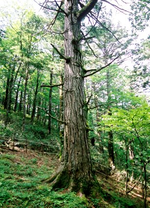 権兵衛峠のカラマツ