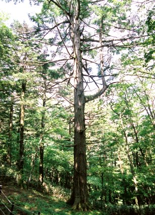 権兵衛峠のカラマツ