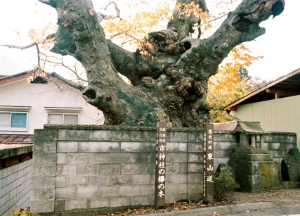 馬場市神社のケヤキ