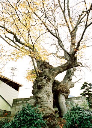 馬場市神社のケヤキ