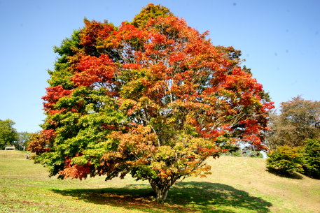 大峰高原の七色大カエデ