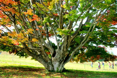 大峰高原の七色大カエデ