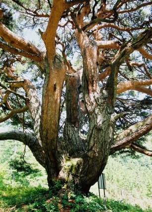 溝口のカラカサ松