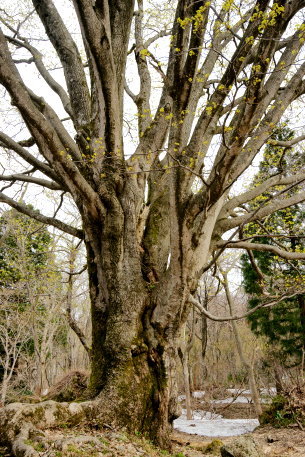 医王山のイタヤカエデ
