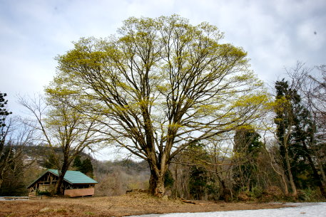 医王山のイタヤカエデ