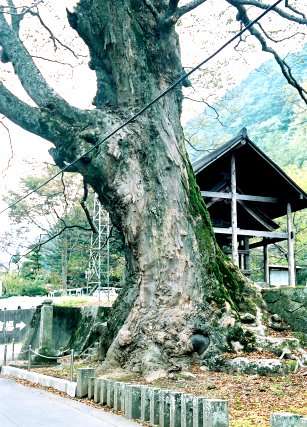 霊泉寺大ケヤキ