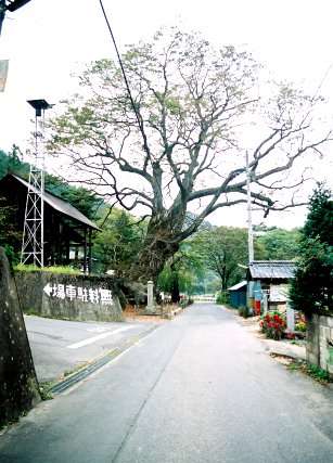 霊泉寺大ケヤキ