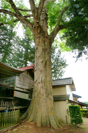 伊那森神社のケヤキ
