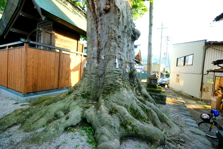 達屋酢蔵神社のケヤキ