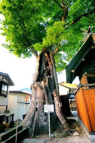 達屋酢蔵神社のケヤキ