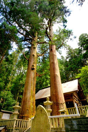 恵那神社の夫婦杉