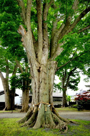 南宮神社のケヤキ　No1