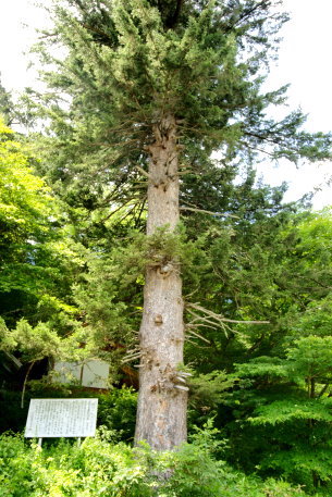 樋沢のヒメバラモミ　No2