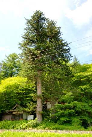 樋沢のヒメバラモミ　No2