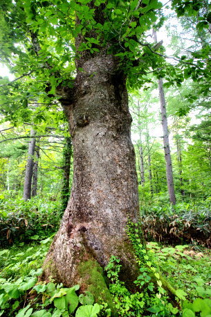 夢見平遊歩道のカシワ