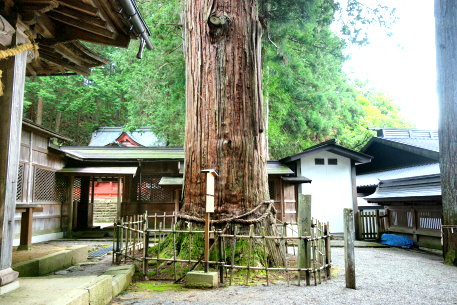 日枝神社の大スギ