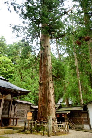 日枝神社の大スギ