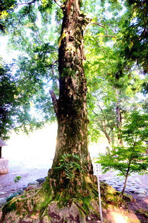 阿夫志奈神社のムクロジ