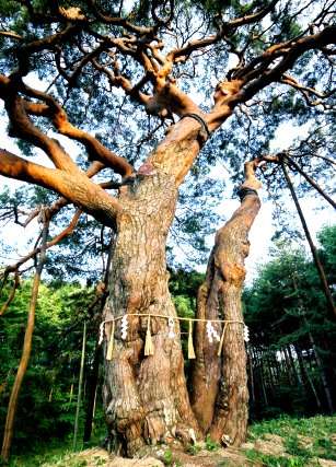 高部のからかさ松