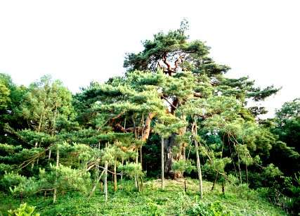 高部のからかさ松