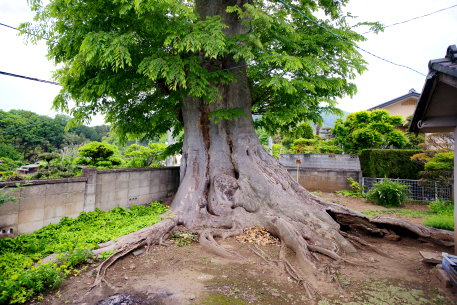 宇佐美家のケヤキ