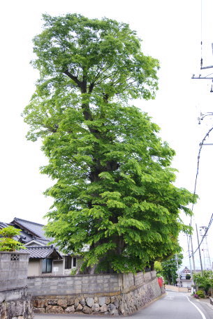 宇佐美家のケヤキ