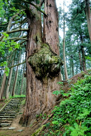 安養寺松尾神社の大杉