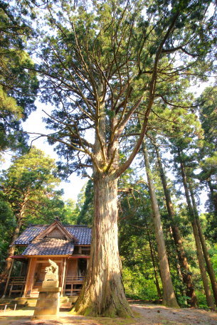 軽井川諏訪神社の大杉
