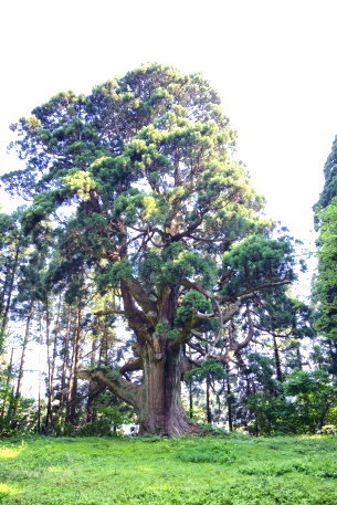 久之木の大杉