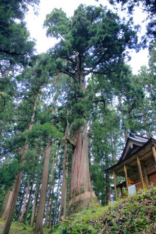 仙竜神社の大杉