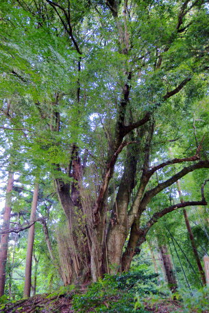 羽黒神社のカシの木