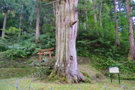田井諏訪神社の大杉