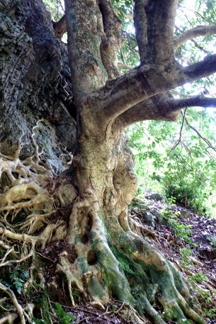 小知野のタラヨウ