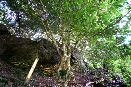 小知野のタラヨウ