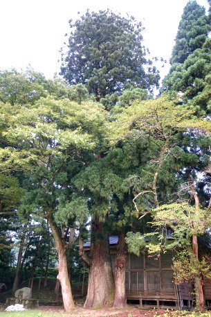 河内二柱神社の大杉