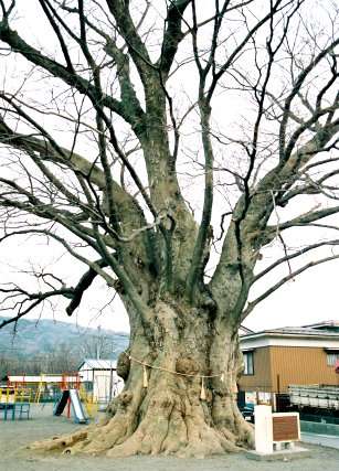 木ノ下のケヤキ