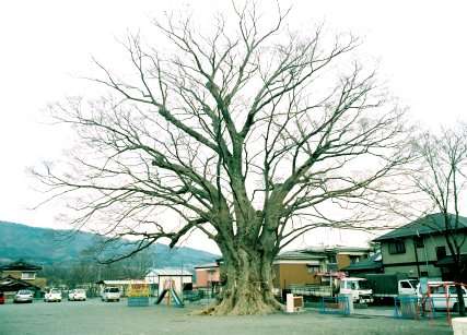 木ノ下のケヤキ