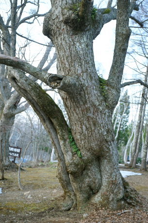 戸隠のシナノキ