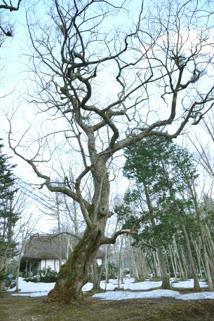 戸隠のシナノキ