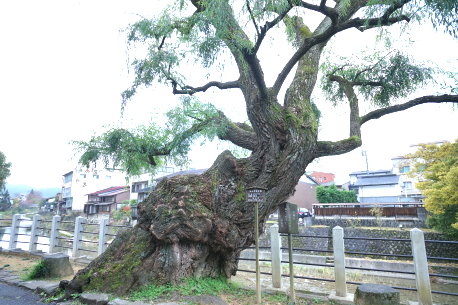 高山神明町のシダレヤナギ