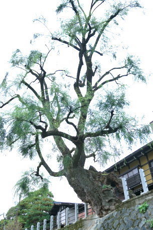 高山神明町のシダレヤナギ